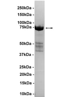 Eurofins DiscoverX MKK6/SKK3 Protein, Unactive 250 &mu;g | Buy Online | Eurofins DiscoverX | Fisher Scientific